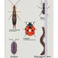 A Rabble Of Insects Cream A5 Hard Cover Notebook