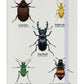 A Colony Of Beetles Cream A5 Hard Cover Notebook