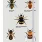 A Swarm Of Bees Cream A5 Hard Cover Notebook