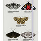 An Eclipse Of Moths Cream A5 Hard Cover Notebook
