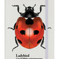 Ladybird Cream A5 Hard Cover Notebook